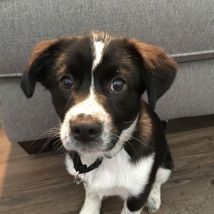 Meet your Posher, Breen